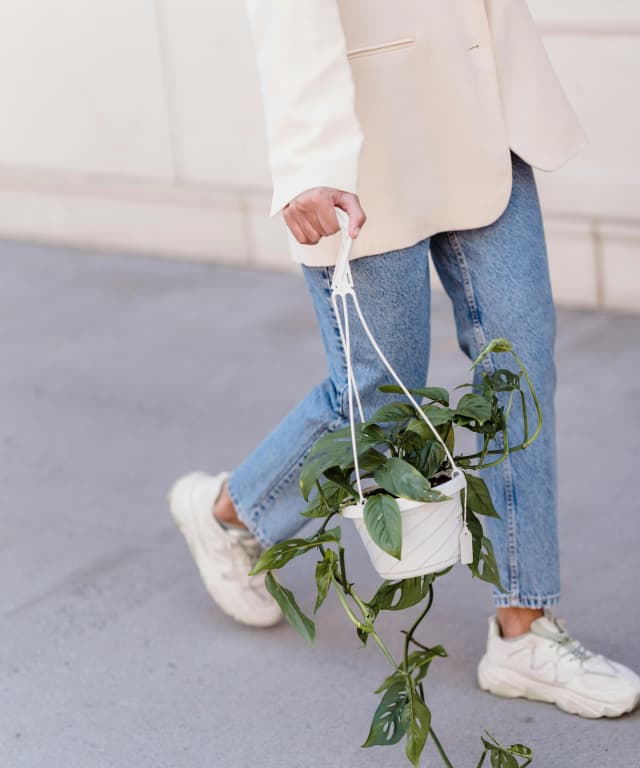 17 Easy Houseplants Every Beginner Can Keep Alive
